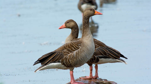 Compress Grey Geese Photo Tommy Svensson Istock 835999178